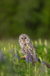 One Ural owl (Strix uralensis) sitting on a branch lying in a field of flowering lupines in late