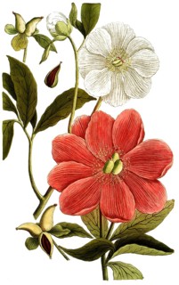 Botany, plants, paonia, peony