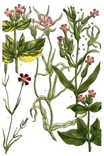 Botany, plants, a. lychnis sylvestris, b. lychnis ocymastrum, c. lychnis viscosa, d. lychnis
