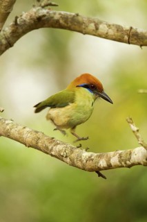 Russet-crowned Motmot Momotus mexicanus El Tuito, Jalisco, Mexico 9 June Adult jumping to turn