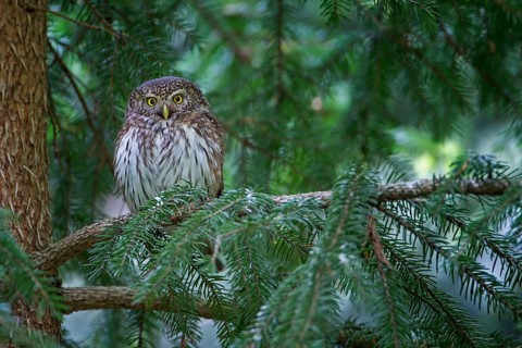 Eurasian Pygmy Owl (Glaucidium passerinum), Saxony, Germany