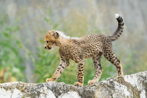 Cheetah (Acinonyx jubatus) youngster walking on a rock, captive, occurrence Africa