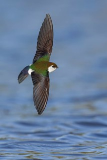 Violet-green Swallow (Tachycineta thalassina) flying over a marsh in Victoria, BC, Canada