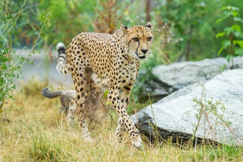 Cheetah (Acinonyx jubatus) walking on the ground, captive, occurrence Africa