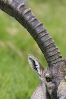 Male Alpine ibex (Capra ibex) close up of big horns showing annual growth rings