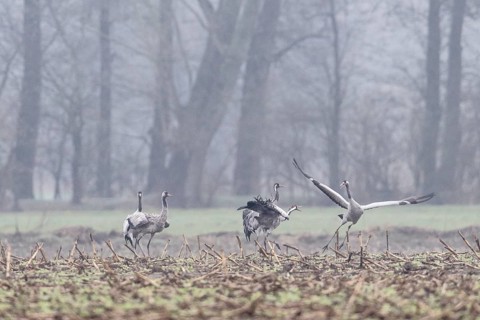 Cranes (Grus grus), Fischerhuder Wümmeniederung, Lower Saxony, Germany
