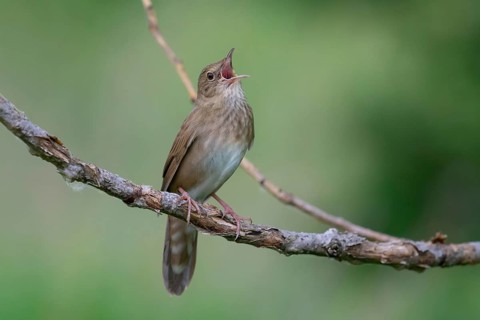 River Warbler (Locustella fluviatilis) singing, Brandenburg, Germany
