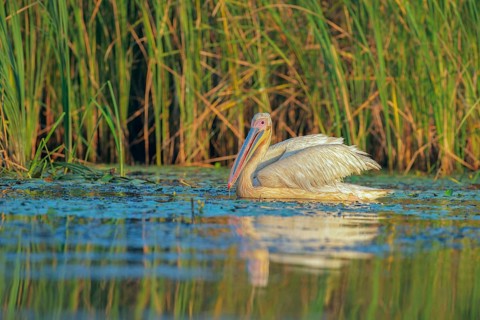 Great White Pelican (Pelecanus onocrotalus), Danube-Delta, Romania