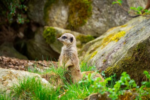Meerkat (Suricata suricatta) standing between rocks looking around, curious, Germany