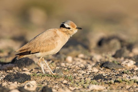 Cream-colored Courser (Cursorius cursor) perched on the ground, Fuerteventura, Spain