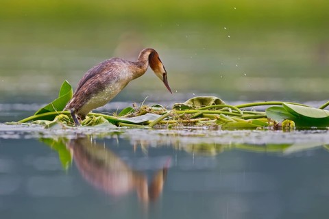 Great Crested Grebe (Podiceps cristatus) on nest, Bavaria, Germany