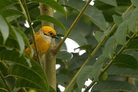 Silver-throated Tanager (Tangara icterocephala) perched in tree, Costa Rica