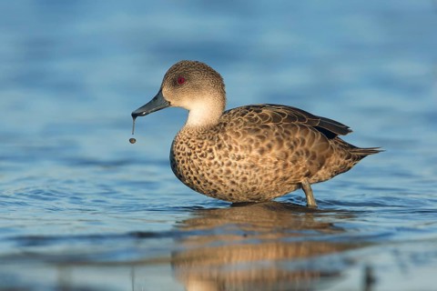 Grey Teal (Anas gracilis), Victoria, Australia