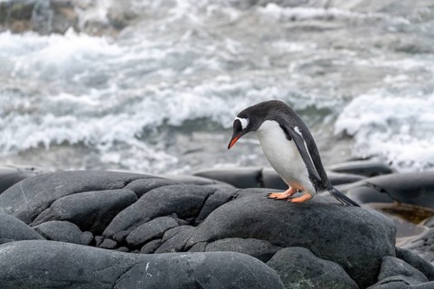 Gentoo penguin (Pygoscelis papua), individual standing on wet rock and looking down, crashing waves