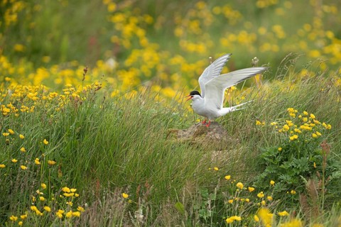 Arctic Tern (Sterna paradisaea) calling, perched on stone in a flowering meadow, Iceland