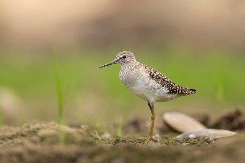 A Wood Sandpiper (Tringa glareola), sreepur, Gazipur, bangladesh