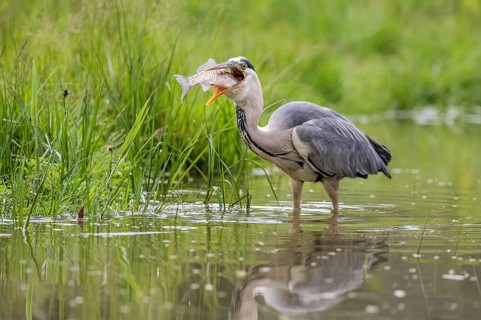 Grey Heron (Ardea cinerea) with fish prey in beak, Subotica, Serbia