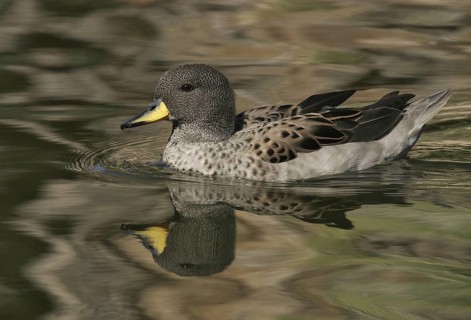 Yellow-billed Teal (Anas flavirostris), Arizona, USA