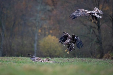 White-tailed eagle (Haliaeetus albicilla), juvenile, young white-tailed eagle in forest clearing
