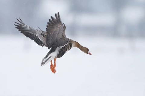Greater White-fronted Goose (Anser albifrons) flying, North Rhine-Westphalia, Germany