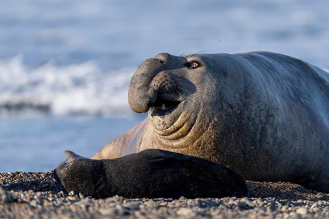 Southern elephant seal (Mirounga leonina), male with open mouth, lying on pebble beach in front of