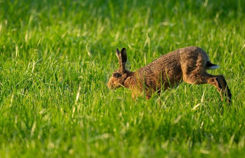 European hare (Lepus europaeus) running across a green meadow, wildlife, Lower Saxony, Germany
