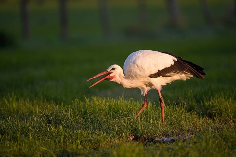 Weissstorch (Ciconia ciconia), White Stork, Altvogel bei der Nahrungssuche, Oktober, NSG Dingdener