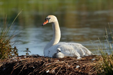 Mute swan (Cygnus olor) with chicks on the nest, North Rhine-Westphalia, Germany