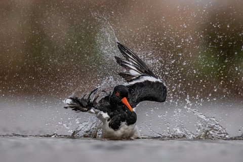 Eurasian Oystercatcher (Haematopus ostralegus) bathing, Schleswig-Holstein, Germany