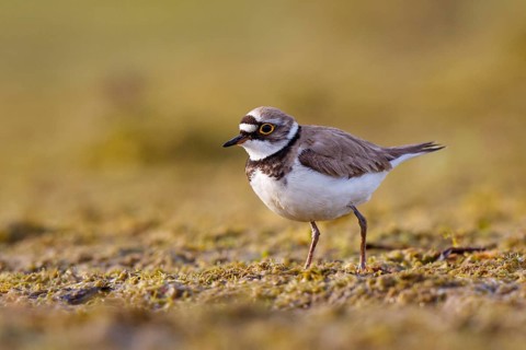 Little Ringed Plover (Charadrius dubius), North Rhine-Westphalia, Germany