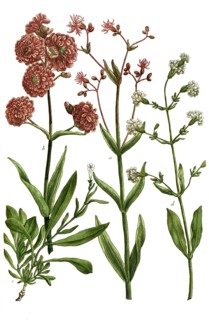 Botany, plants, a. lychnis viscosa purpurea, b. lychnis viscosa flore rubro, c. lychnis montana