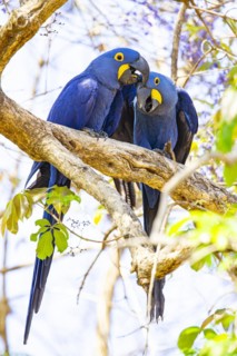 Hyacinth Macaw (Anodorhynchus hyacinthinus) Pantanal Brazil