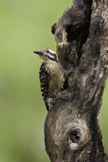 Ladder-backed Woodpecker (Dryobates scalaris), Arizona, USA