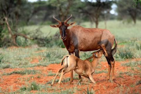 Tsessebe (Damaliscus lunatus), lyrebird, crescent moon antelope, adult, female, juvenile, suckling,