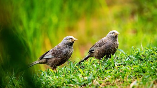 Two birds standing in the lush green grass of a natural environment, a Jungle Babbler at Sigiriya