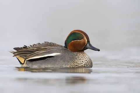 Eurasian Teal (Anas crecca) male, Bavaria, Germany