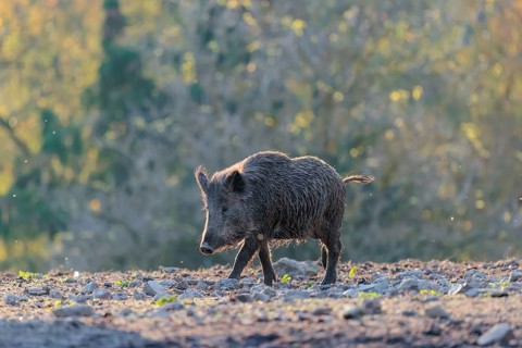 A female wild boar (Sus scrofa) crosses a clearing backlit by the sun. An autumnal forest can be