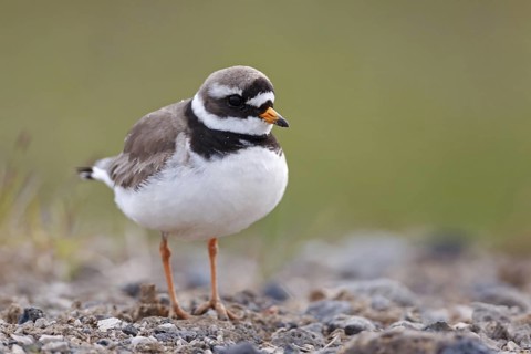 Common Ringed Plover (Charadrius hiaticula), Iceland