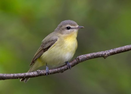Philadelphia Vireo (Vireo philadelphicus), Ontario, Canada