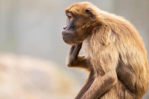 Gelada (Theropithecus gelada), portrait, captive, Germany