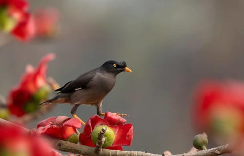 Jungle Myna (Acridotheres fuscus) on a flowering silk-cotton branch, sreepur, Gazipur, bangladesh
