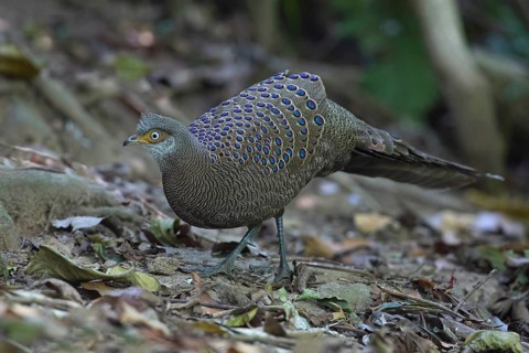 Grey Peacock-Pheasant (Polyplectron bicalcaratum) male, Thailand