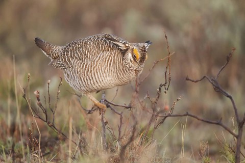 Lesser Prairie Chicken (Tympanuchus pallidicinctus) male, New Mexico, USA