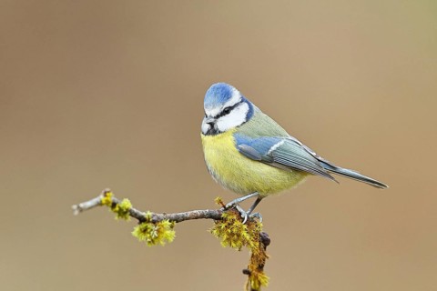 Blue tit (Parus caeruleus), sitting on a branch covered with moss, Wilnsdorf, North