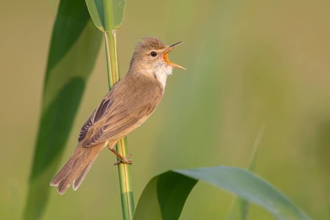 Marsh Warbler (Acrocephalus palustris) male singing in reeds, Poland