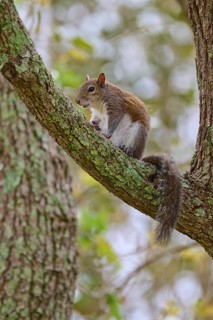 American grey squirrel (Sciurus carolinensis), sitting on a branch and looking around attentively,