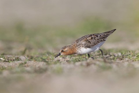 Red-necked Stint (Calidris ruficollis) foraging, Dornod Province, Mongolia