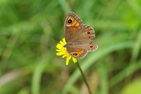 Meadow Brown (Maniola jurtina), flower, close-up, orange-brown, With open wings the moth sits on a