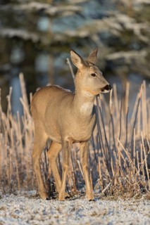 Roe deer standing in hoar frosted dead stinging nettle at minus 15 °C at sunrise. Trees and dead