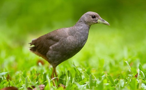 Pale-vented Bush-hen (Amaurornis moluccana ruficrissa), Queensland, Australia